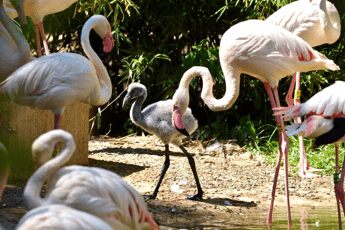 Nel parco Le Cornelle la natura va avanti con nuove nascite in attesa di poter riaprire Nel parco Le Cornelle la natura va avanti con nuove nascite in attesa di poter riaprire